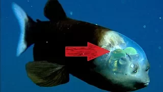 Unique Research. Researchers solve mystery of deep-sea fish with tubular eyes and transparent head