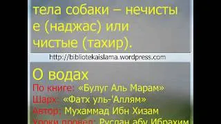 38  Остальные части тела собаки -- нечистые наджас или чистые тахир