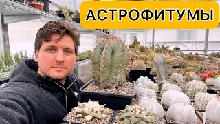 Астрофитумы (Astrophytum) в моей коллекции кактусов. Сорта, виды, размножение, уход.