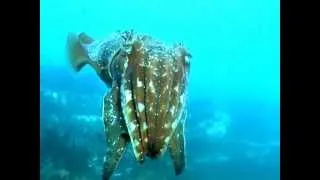 Cuttlefish Attack