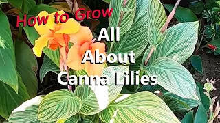 Learn All About the Canna Lily Plants in My Garden from Growing Them by Seeds, Rhizomes & Plants