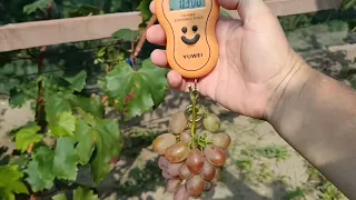Хамелеон виноград который радует.