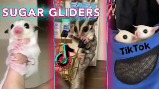 Sugar Glider TikTok | 2022 Compilation