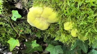 Laetiporus sulphureus, May 8, 2024