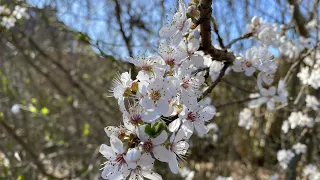 Gartenrundgang März: Bewässerung, Gartenhaus, Obstbäume & Gewächshäuser🤠