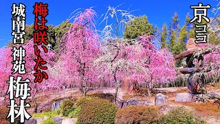 【京都おすすめ】梅は咲いたか 城南宮 神苑梅林【京のココ見といやす】【京都観光旅行】