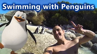 Swimming with Penguins - Boulders Beach