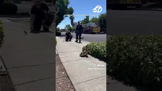 Alameda County firefighters rescue ducklings from storm drain