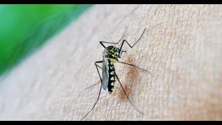 Из за теплой зимы в России могут исчезнуть комары | пародия «Наш сосед»