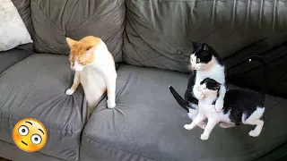 Best Funniest Cats 😹 - Don't try to hold back Laughter 😂 Funny Cats 2023 #7