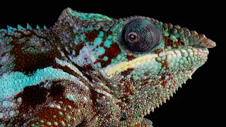 Colors Of The Reptiles (Lizards & Chameleons)-  4k/30fps HDR (ULTRA HD)