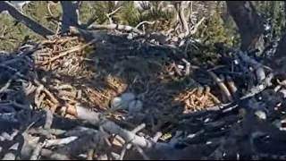 Big Bear Bald Eagle Egg desertion & Egg Inspection Alert 3 1 2024