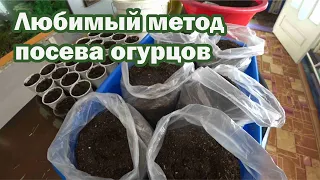 Проверенный метод посева огурцов на ранний урожай