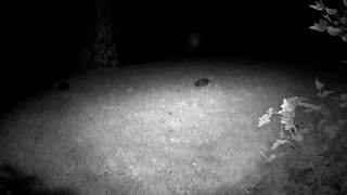 Four Hedgehogs take no notice as a Tawny Owl attacks a rat.