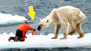 Человек помог умирающему белому медведю, а дальше произошло что-то невообразимое!