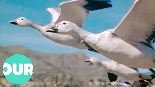Observing Majestic 2500 Mile Flight Of The Snow Geese | Our World
