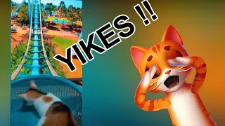 Chester Reacts: A Cat on a VR Rollercoaster Ride - Crazy Cats