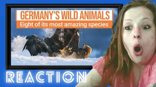 Incredible Wild Animals You Can See In Germany Reaction