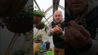 geranium cuttings