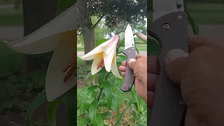 SLOW ROLLING WITH MY COLDSTEEL CODE 4 SPEAR POINT S35VN BLADE STEEL