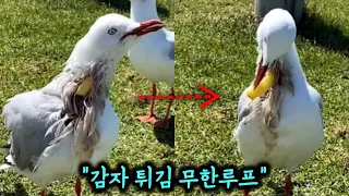 목에 구멍난 동물들의 처절함을 보여주는 상황들