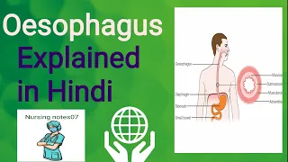 Oesophagus || Anatomy & physiology || Explained in hindi ||