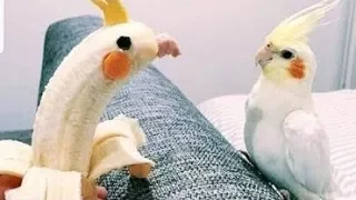 Смешные птички 🐦 - Приколы с птицами/FUNNY BIRDS