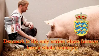 How Denmark Is Winning In The Pig Farming Sector