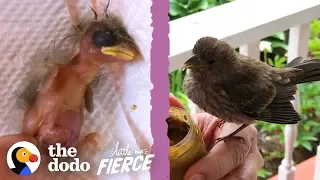 Woman Finds A Baby House Finch Bird On Her Porch | The Dodo Little But Fierce