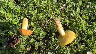 Suillus granulatus, May 17, 2024