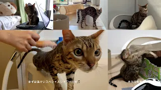 April Chronicles with Huchu: A Compilation of Every Moment【Cute Huchu】【Cat Huchu】