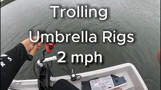 Trolling Umbrella Rig