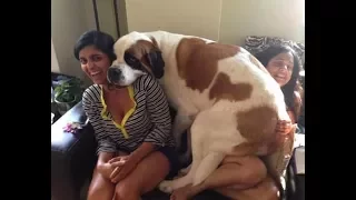 Funny St. Bernard Dogs Compilation 2017 - Funny Dog Videos