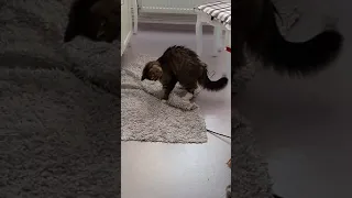 Playing On the Carpet