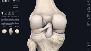 ACL anatomy