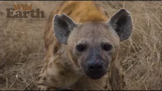 WildEarth - Sunset Safari - 06 January 2022