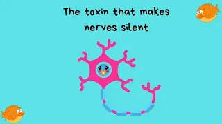 The tetrodotoxin silent your nerve | Pufferfish #shorts