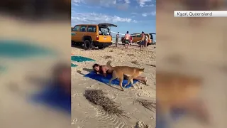 Australia Dingo Bites Sunbathing Tourist in Queensland. #australia #dingo #bite #tourist