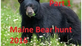 Maine Bear Hunting 2016 Part 1