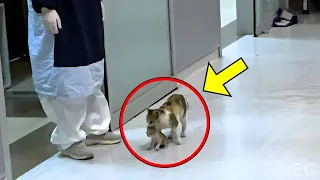 Katzenmama brachte ihr Kätzchen ins Krankenhaus und bittet um Hilfe!