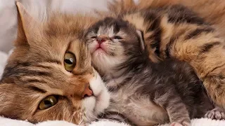 Mom Cat Loves Her Baby Kittens Very Much