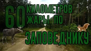 ВЕЛОПОХОД  в заповедник Липичанская пуща .60 км пути .Беларусь 2017