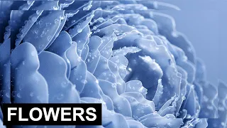 Model and Texture a Flower | C4D Redshift Tutorial