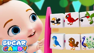 Birds Name Learning With Sound | learn Birds Name | Kids Learning Videos | SugarCandy