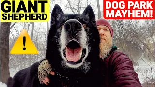 GIANT SIZE Shepherd Scares Dog Park - Is That a Wolf?!