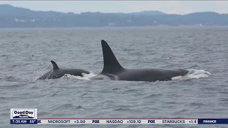 Researchers monitoring Southern Resident orcas | FOX 13 Seattle