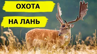 Охота на лань. Неповторимый вкус охоты/FARMING THE WILD (Охотник и рыболов)