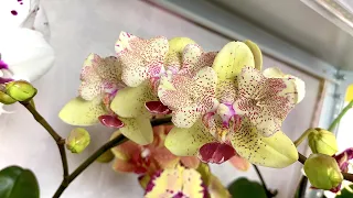подбрасывают орхидеи ОТЦВЕТАШКИ в уценки? обзор полки орхидей