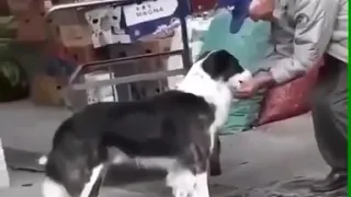 Hombre da de beber agua de sus manos a un perro