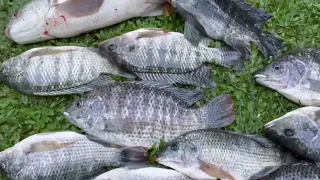 Wow!!!!Sri  Lankan🇱🇰net fishcathing video